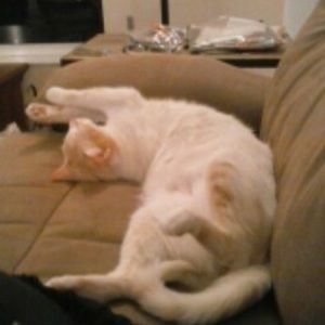 Meet your Posher, Nancy